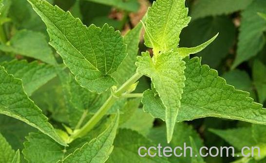 新鲜藿香菜的食用方法-1