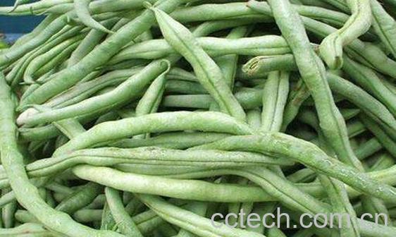 八月豆的功效与作用及食用方法-1