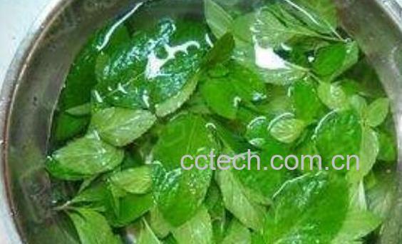 薄荷菜怎么做好吃 薄荷菜的做法大全窍门-0