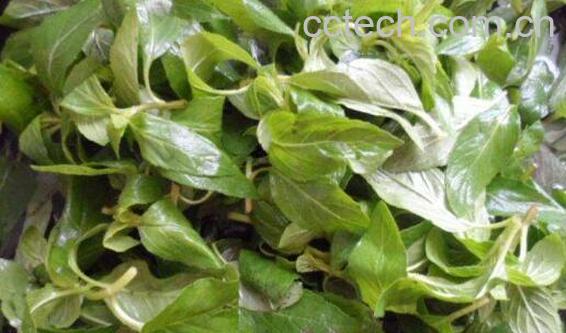 薄荷菜怎么做好吃 薄荷菜的做法大全窍门-1