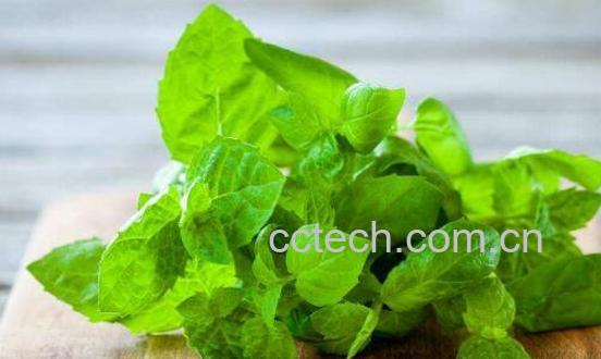 薄荷菜的功效与作用及禁忌-0