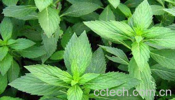 薄荷菜的功效与作用-1
