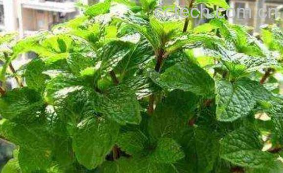 吃薄荷草的功效与作用-1