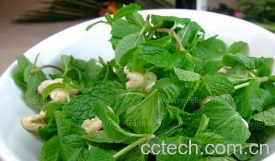 薄荷草怎么吃 薄荷草的家常做法-0