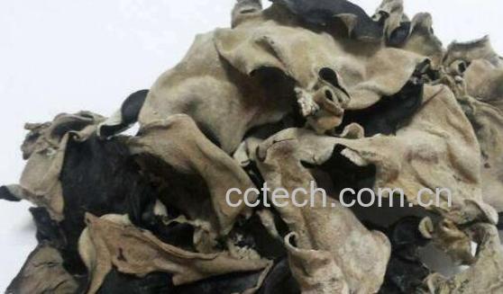 毛木耳的功效和作用 -0