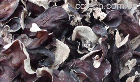 毛木耳的功效和作用 -1