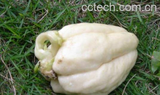 吃白佛手瓜的好处与坏处-1