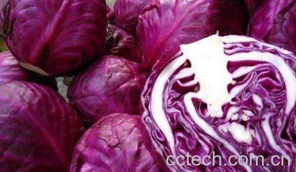 紫甘蓝的副作用有哪些 紫甘蓝的禁忌-0