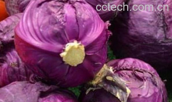 紫甘蓝的副作用有哪些 紫甘蓝的禁忌-1