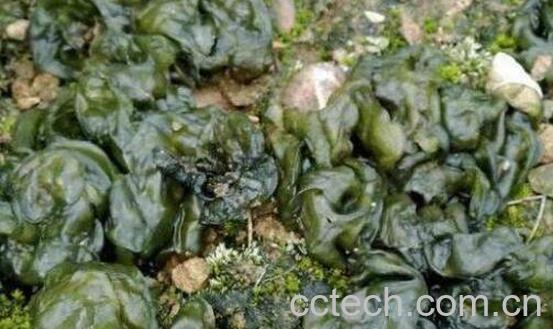 地木耳的功效与作用 干地木耳怎么泡-0