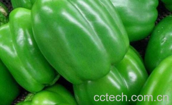 甜椒的功效与作用 甜椒的食用方法-1