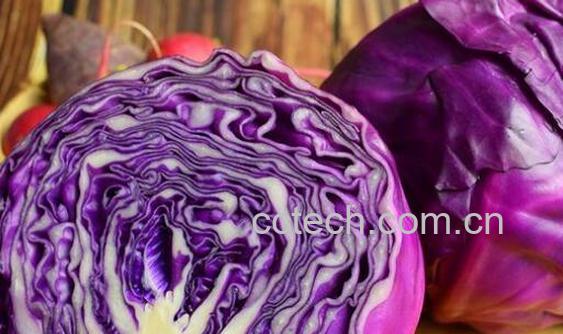 紫色包心菜的功效与作用-1
