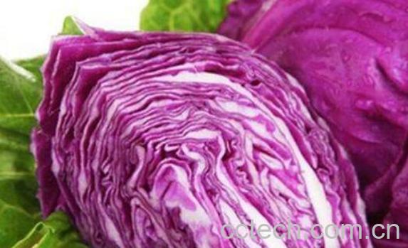 紫色包心菜的功效与作用-0