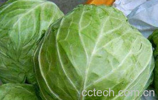包心菜的功效与作用及禁忌-0