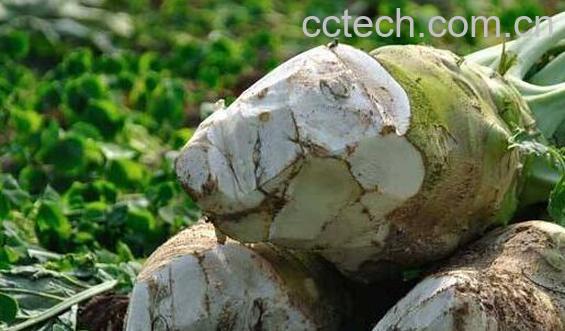 女人吃大头菜的好处与坏处-0