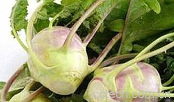 女人吃大头菜的好处与坏处-1