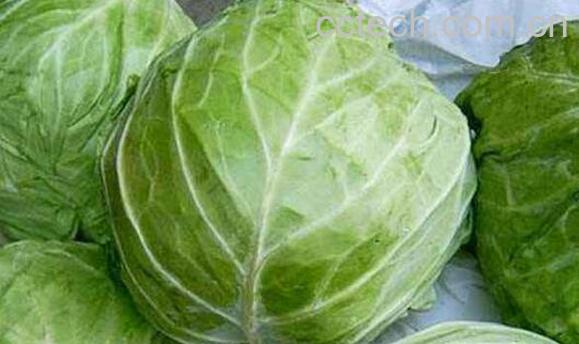 包心菜的功效与作用及禁忌-1