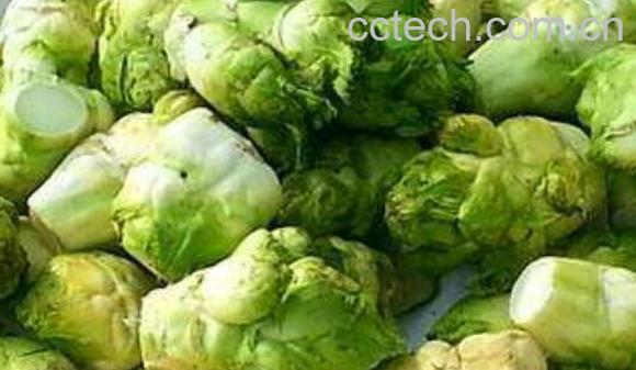 大头菜的功效与作用及禁忌-1