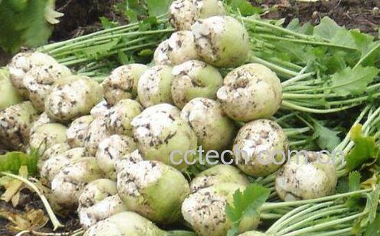 大头菜的功效与作用及禁忌-0