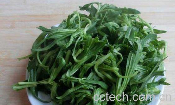 面条菜的功效与作用及食用方法-0