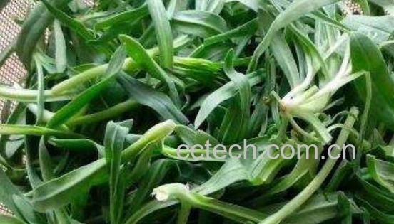 面条菜的功效与作用及食用方法-1