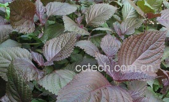 紫苏的副作用与禁忌 紫苏哪两类人不能吃-0