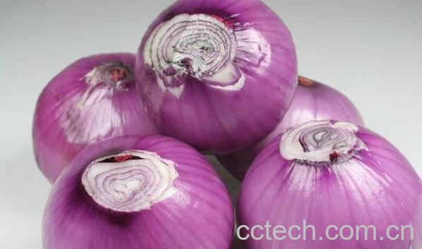 紫洋葱的功效与作用 吃紫洋葱的好处-0