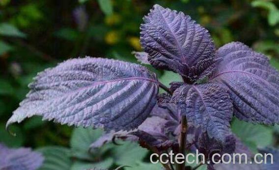 紫苏的副作用与禁忌 紫苏哪两类人不能吃-1