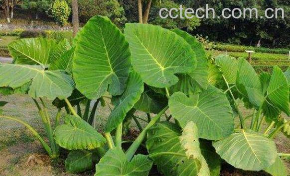 芋头叶和茎的功效与作用-0