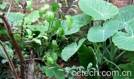 芋头叶的功效与作用 芋头叶有毒吗-1