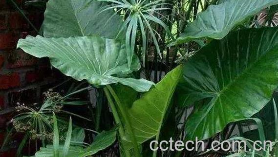 芋头叶的功效与作用 芋头叶有毒吗-0