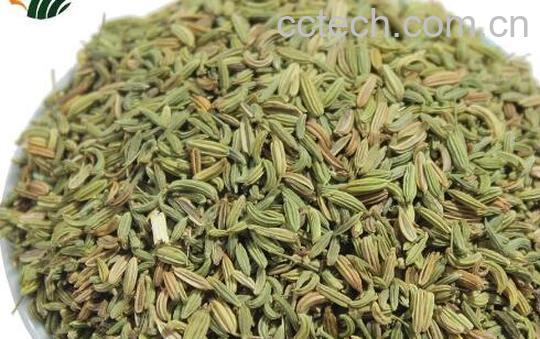 小茴香籽的禁忌及副作用-0