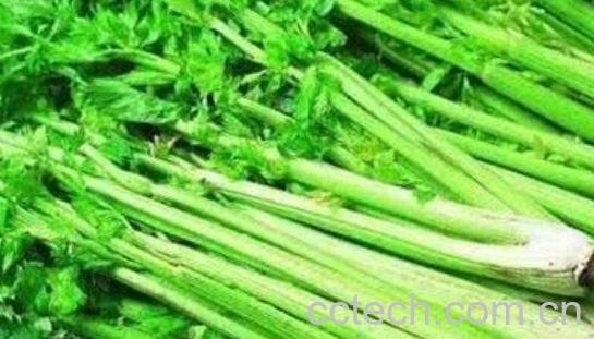 芹菜素的功效与作用-0