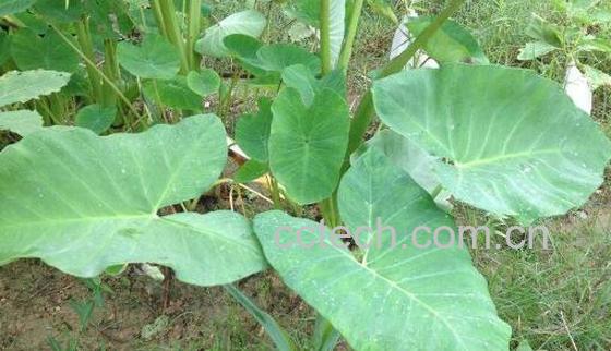 芋头叶怎么做好吃 芋头叶的做法教程-0