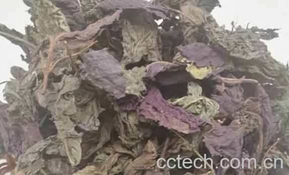 紫苏晒干后有什么作用-0