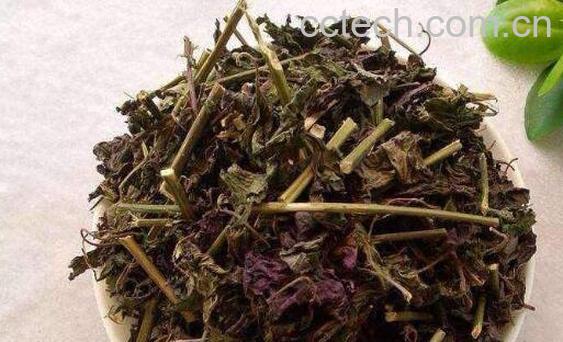 紫苏晒干后有什么作用-1