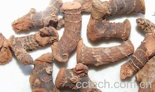 高良姜素的功效与作用-1