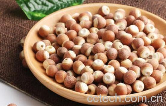 鸡头子是什么 鸡头子的功效与作用-0