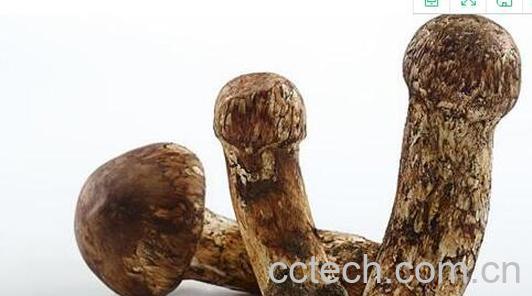 松茸菌的功效与作用 松茸菌的食用方法-0