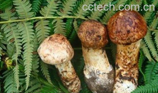 松茸菌的功效与作用 松茸菌的食用方法-1