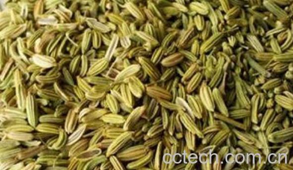 小茴香籽怎么泡水喝 小茴香籽怎么泡水-1