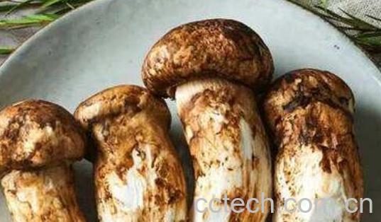 花松茸和松茸的区别-1