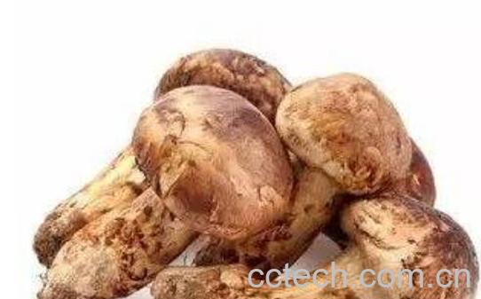 花松茸和松茸的区别-0