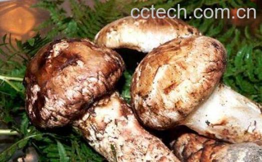 姬松茸和松茸的区别-1