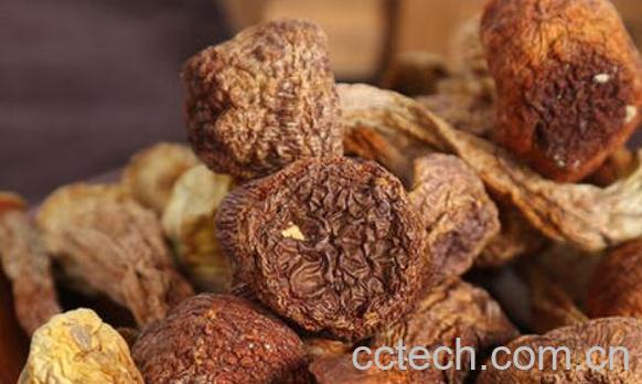 姬松茸和松茸的区别-0