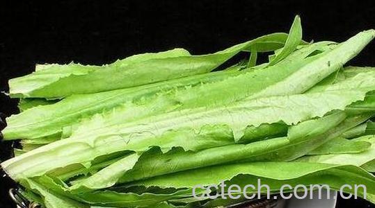 油麦菜的功效和禁忌-1