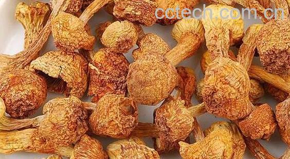 干姬松茸的功效和吃法-0
