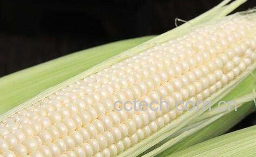 糯玉米和甜玉米的区别-1