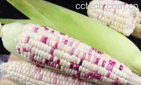 糯玉米怎么煮好吃 糯玉米做成什么好吃-0