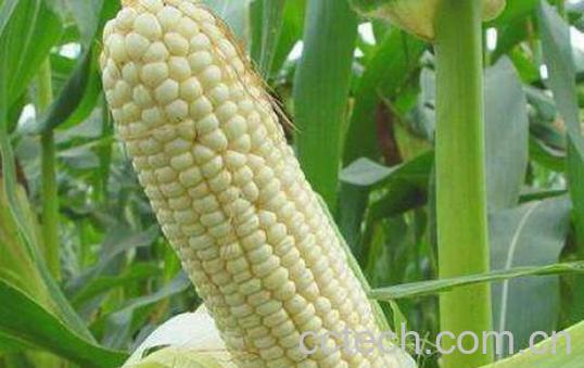 吃糯玉米的好处与坏处 糯玉米的禁忌-1